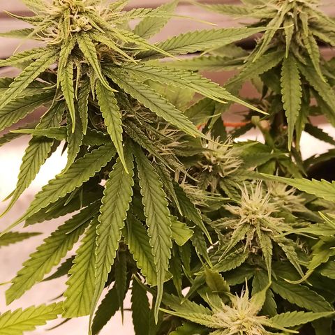 Semente encontrada em um bud growlog timeline photo