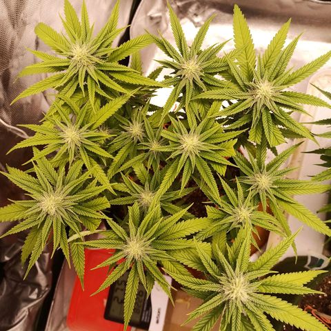 Semente encontrada em um bud growlog timeline photo