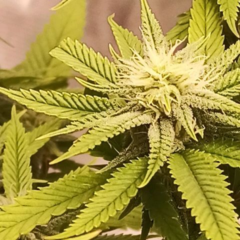 Semente encontrada em um bud growlog timeline photo