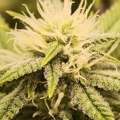 Semente encontrada em um bud growlog timeline photo