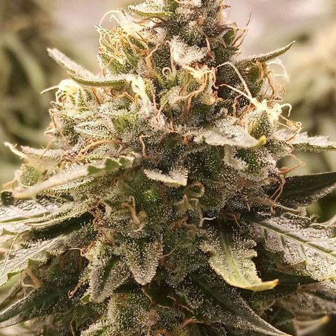 Semente encontrada em um bud growlog timeline photo