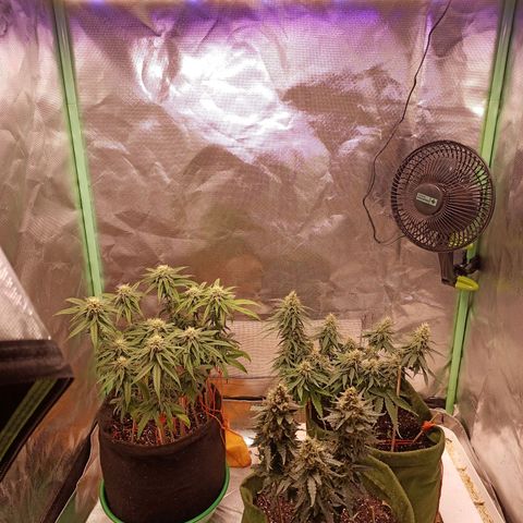Semente encontrada em um bud growlog timeline photo