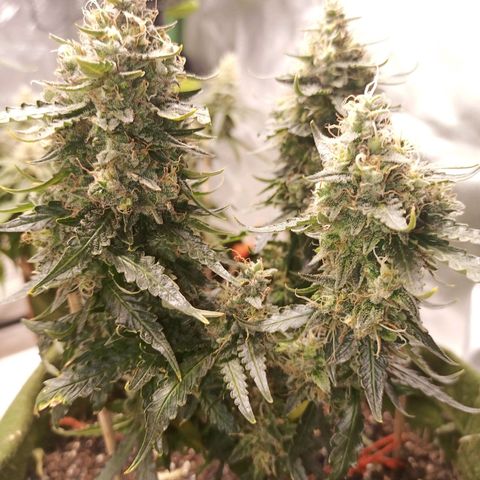 Semente encontrada em um bud growlog timeline photo
