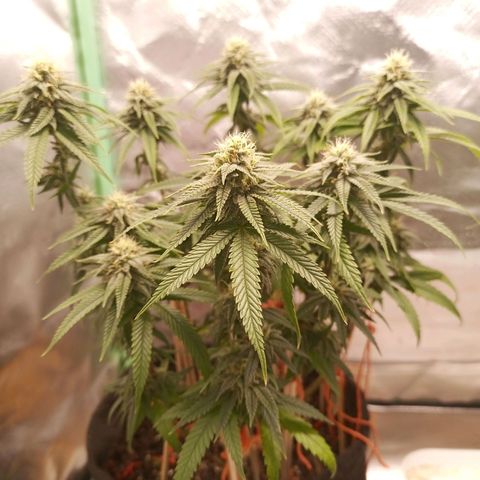 Semente encontrada em um bud growlog timeline photo