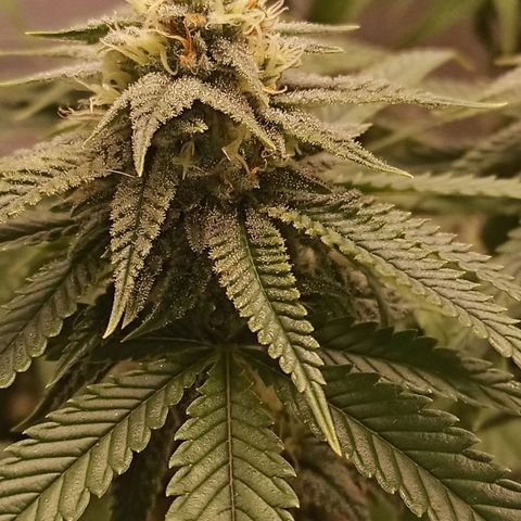 Semente encontrada em um bud growlog timeline photo