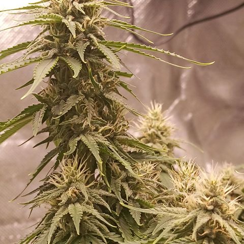 Semente encontrada em um bud growlog timeline photo