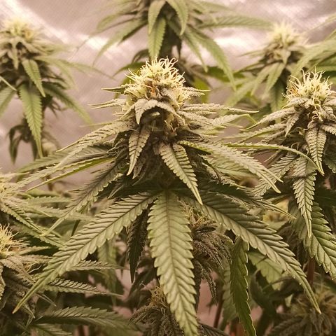 Semente encontrada em um bud growlog timeline photo