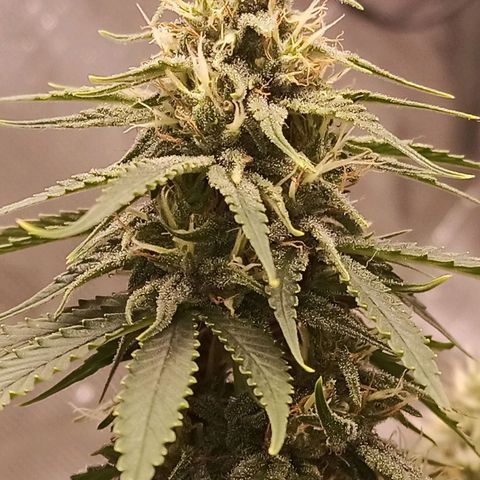 Semente encontrada em um bud growlog timeline photo