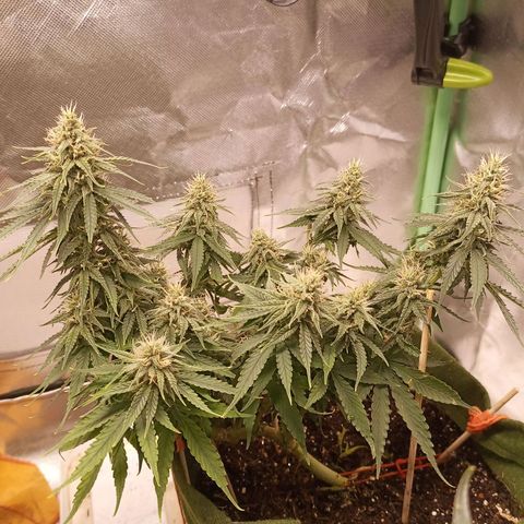 Semente encontrada em um bud growlog timeline photo