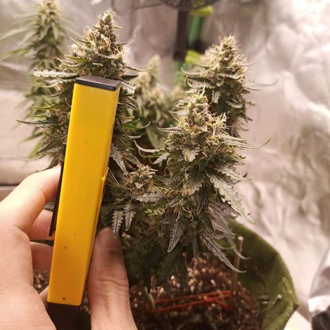 Semente encontrada em um bud growlog timeline photo