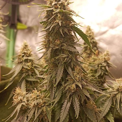 Semente encontrada em um bud growlog timeline photo