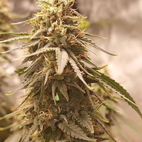 Semente encontrada em um bud growlog timeline photo