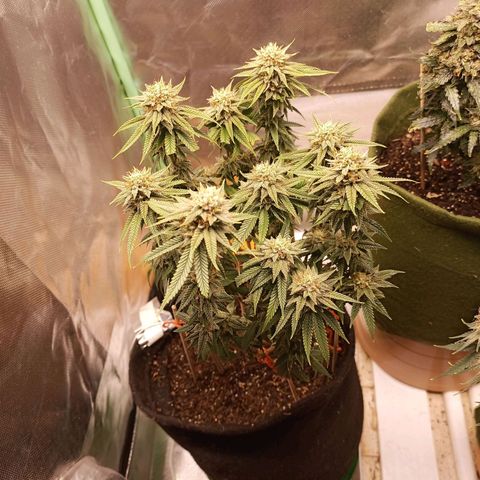 Semente encontrada em um bud growlog timeline photo