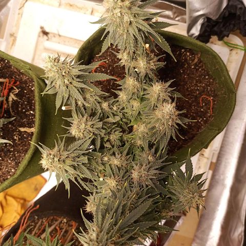 Semente encontrada em um bud growlog timeline photo