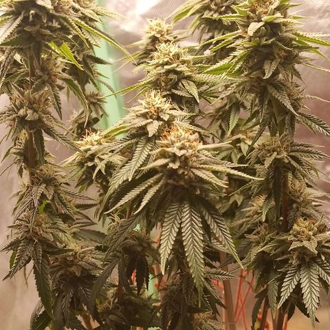 Semente encontrada em um bud growlog timeline photo