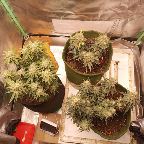 Semente encontrada em um bud growlog timeline photo