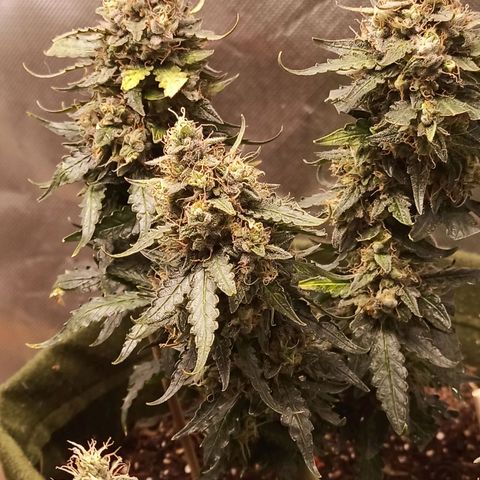 Semente encontrada em um bud growlog timeline photo