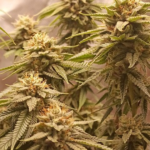 Semente encontrada em um bud growlog timeline photo