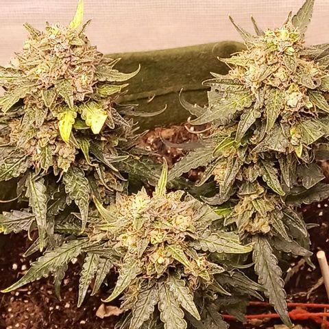 Semente encontrada em um bud growlog timeline photo