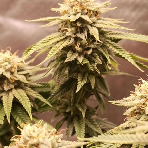 Semente encontrada em um bud growlog timeline photo