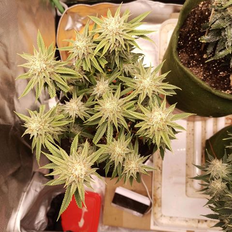 Semente encontrada em um bud growlog timeline photo