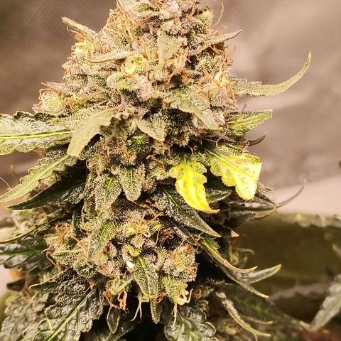 Semente encontrada em um bud growlog timeline photo