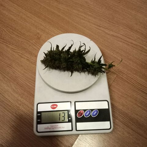 Semente encontrada em um bud growlog timeline photo