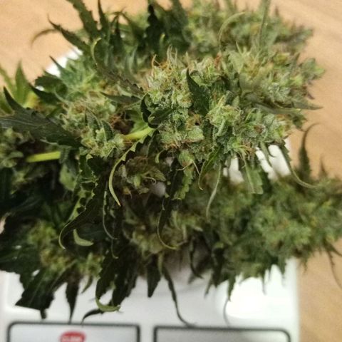 Semente encontrada em um bud growlog timeline photo