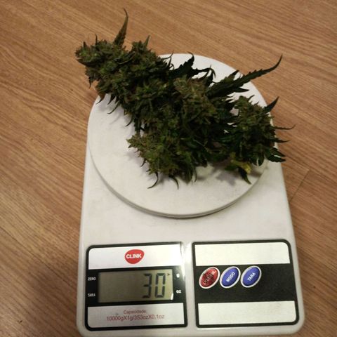 Semente encontrada em um bud growlog timeline photo