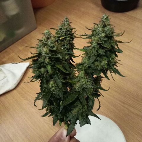 Semente encontrada em um bud growlog timeline photo