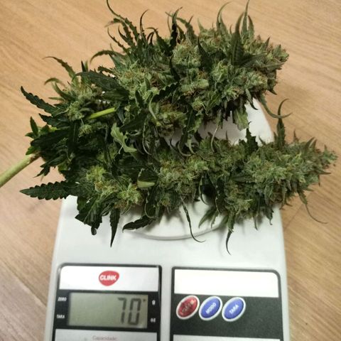 Semente encontrada em um bud growlog timeline photo