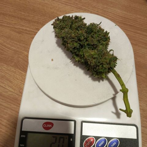 Semente encontrada em um bud growlog timeline photo