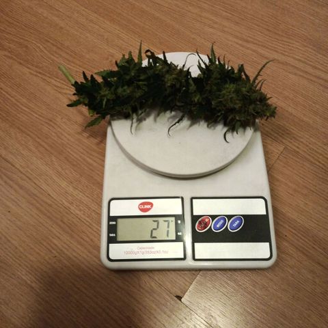 Semente encontrada em um bud growlog timeline photo