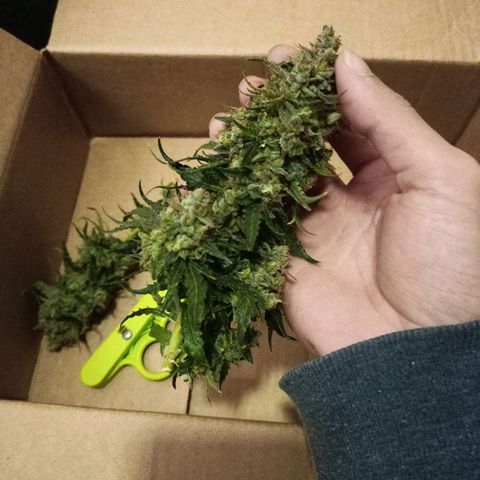 Semente encontrada em um bud growlog timeline photo