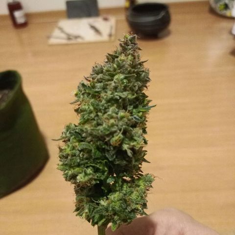 Semente encontrada em um bud growlog timeline photo