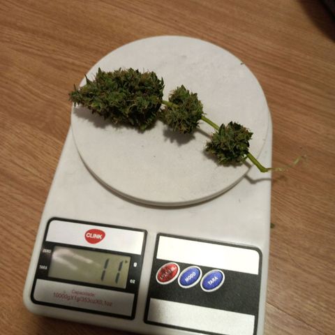 Semente encontrada em um bud growlog timeline photo