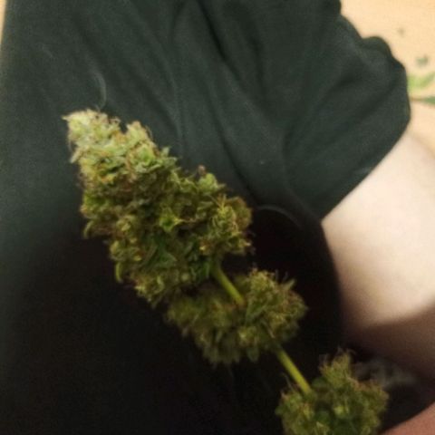 Semente encontrada em um bud growlog timeline photo