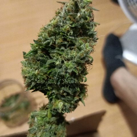 Semente encontrada em um bud growlog timeline photo