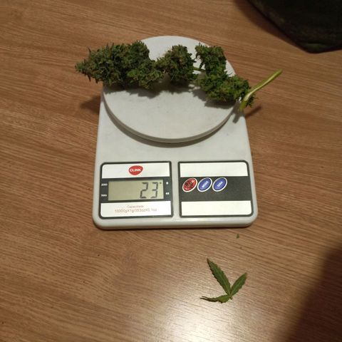 Semente encontrada em um bud growlog timeline photo