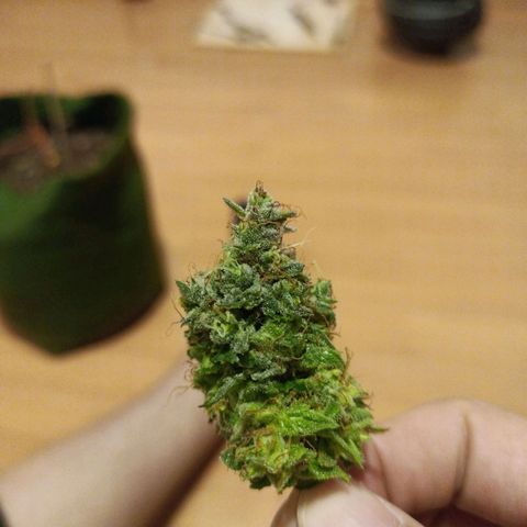 Semente encontrada em um bud growlog timeline photo