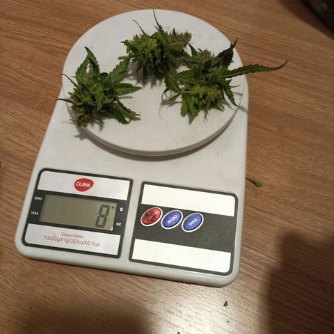 Semente encontrada em um bud growlog timeline photo