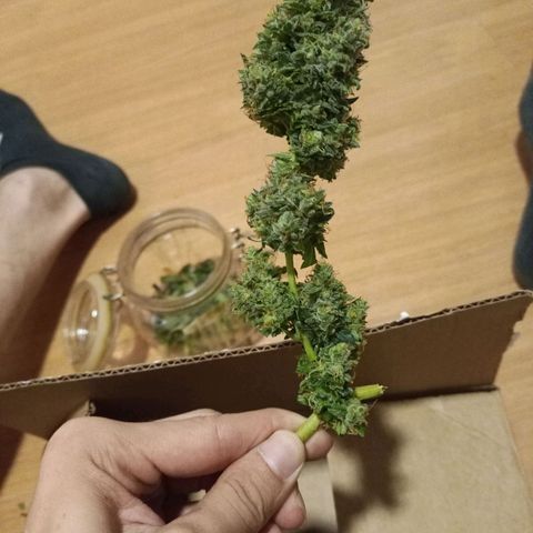 Semente encontrada em um bud growlog timeline photo