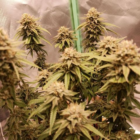 Semente encontrada em um bud growlog timeline photo
