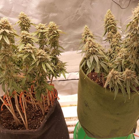 Semente encontrada em um bud growlog timeline photo