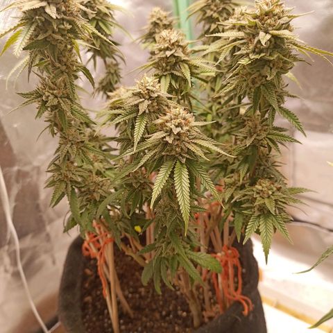 Semente encontrada em um bud growlog timeline photo