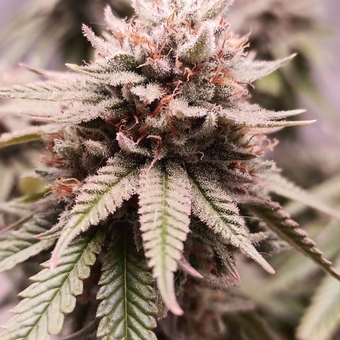 Semente encontrada em um bud growlog timeline photo