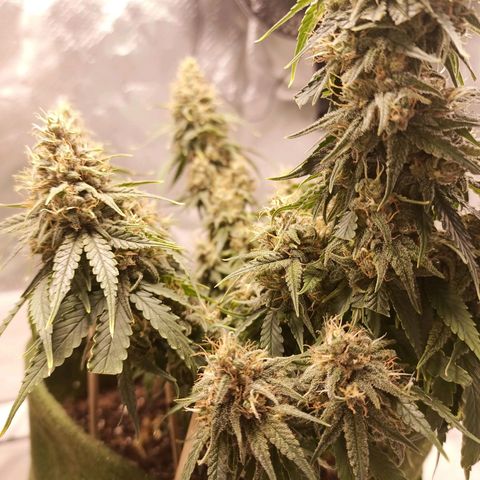 Semente encontrada em um bud growlog timeline photo
