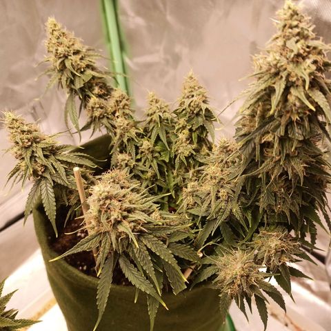 Semente encontrada em um bud growlog timeline photo