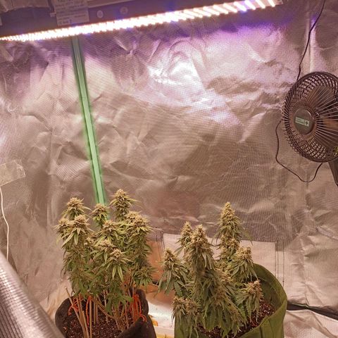 Semente encontrada em um bud growlog timeline photo
