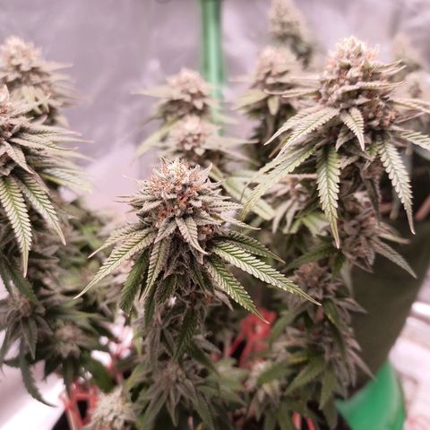 Semente encontrada em um bud growlog timeline photo
